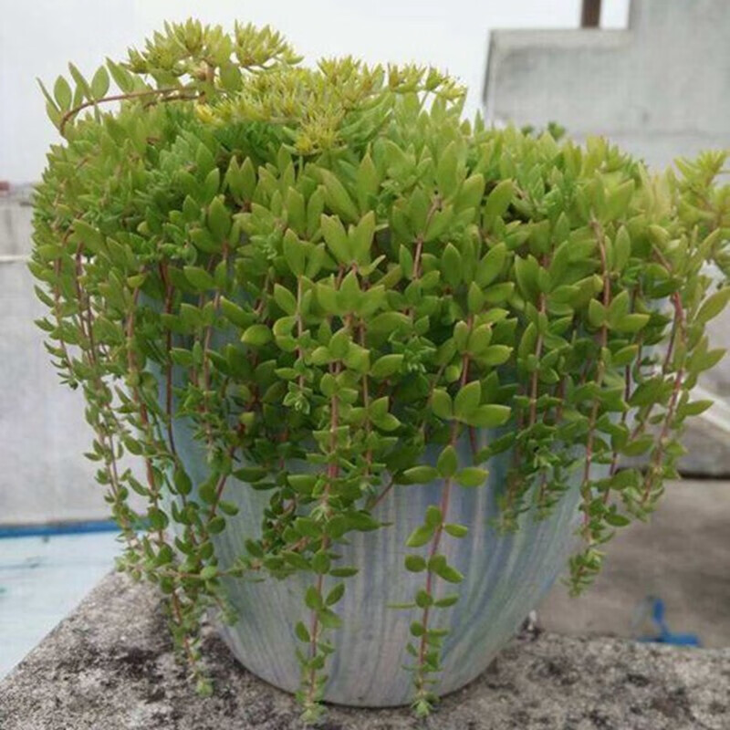 倾奢50根装左右 垂盆草吊兰四季常青盆栽绿植 生长速度快见土就活 25