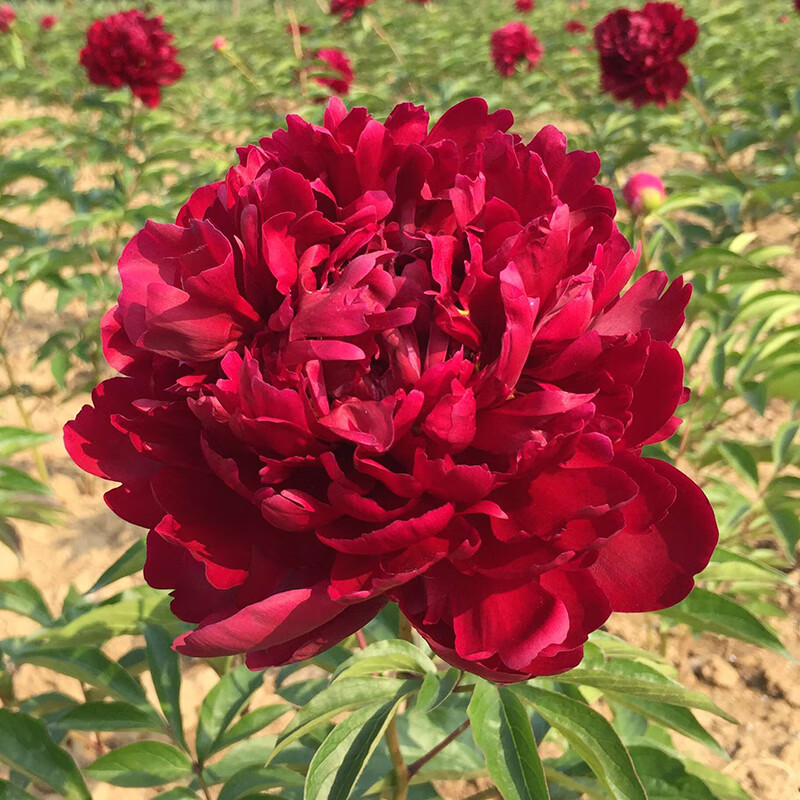 千颂园重瓣芍药花苗带芽大根块阳台庭院浓香植物盆栽耐寒四季开花