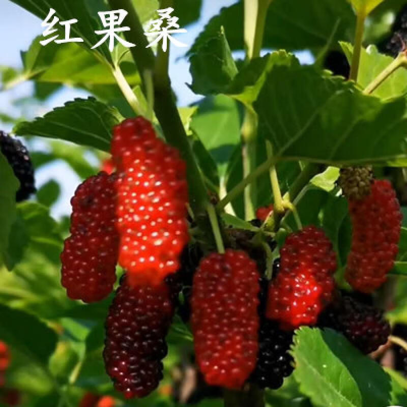 欧悟 桑葚树苗食用桑树苗黑桑水果白桑椹盆栽地栽果桑苗南方北方种植