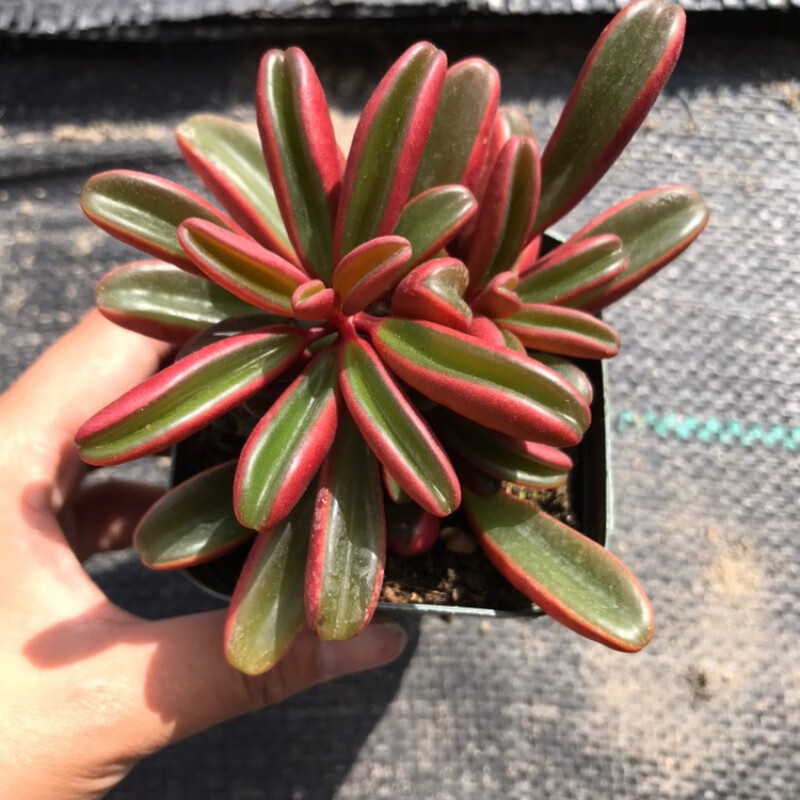 精品红背椒草多肉植物掌上盆景花室内阳台组合盆栽绿植稀有品种 简易