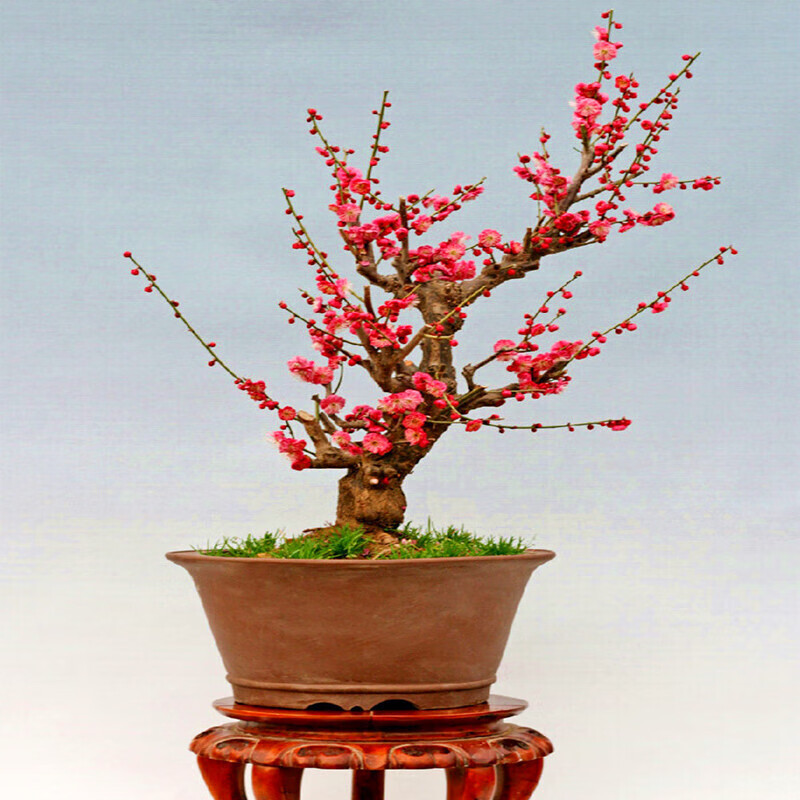 梅花造型盆景梅花苗梅花树苗阳台庭院种植耐寒耐旱植物盆栽地栽当年