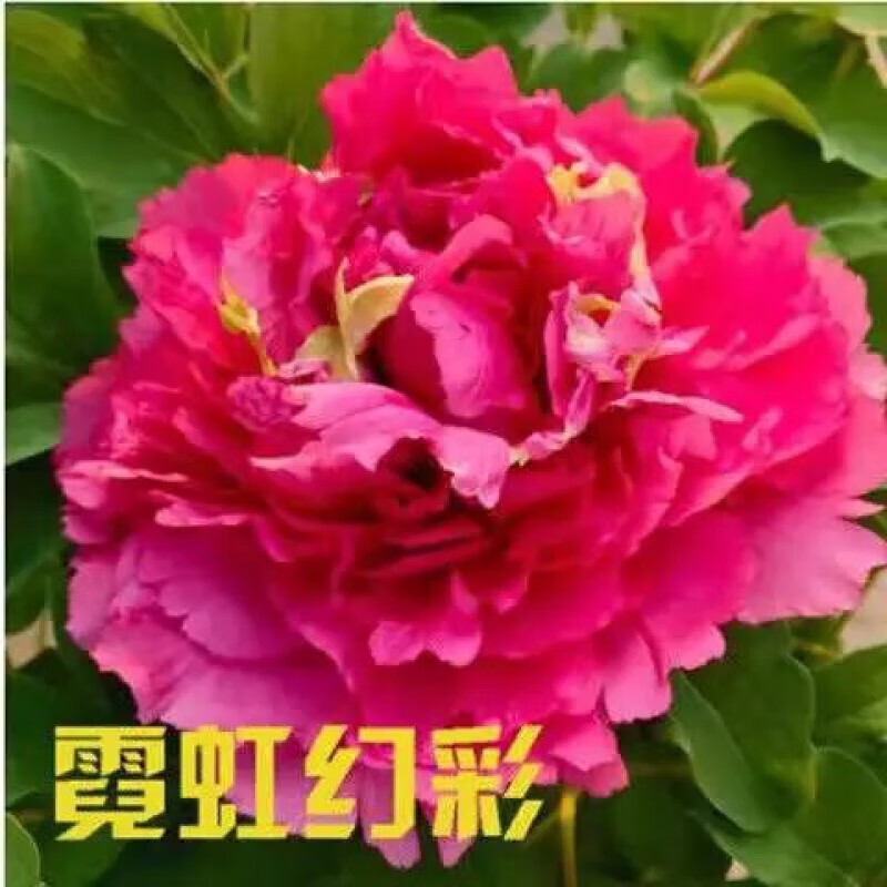 辉客映上荷泽 牡丹花菏泽牡丹花苗自然生长室内庭院鲜 霓虹幻彩2-4