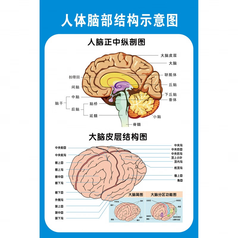 海报头部大脑颅神经血管解剖图医学院教学贴图 人体脑部结构示意图02