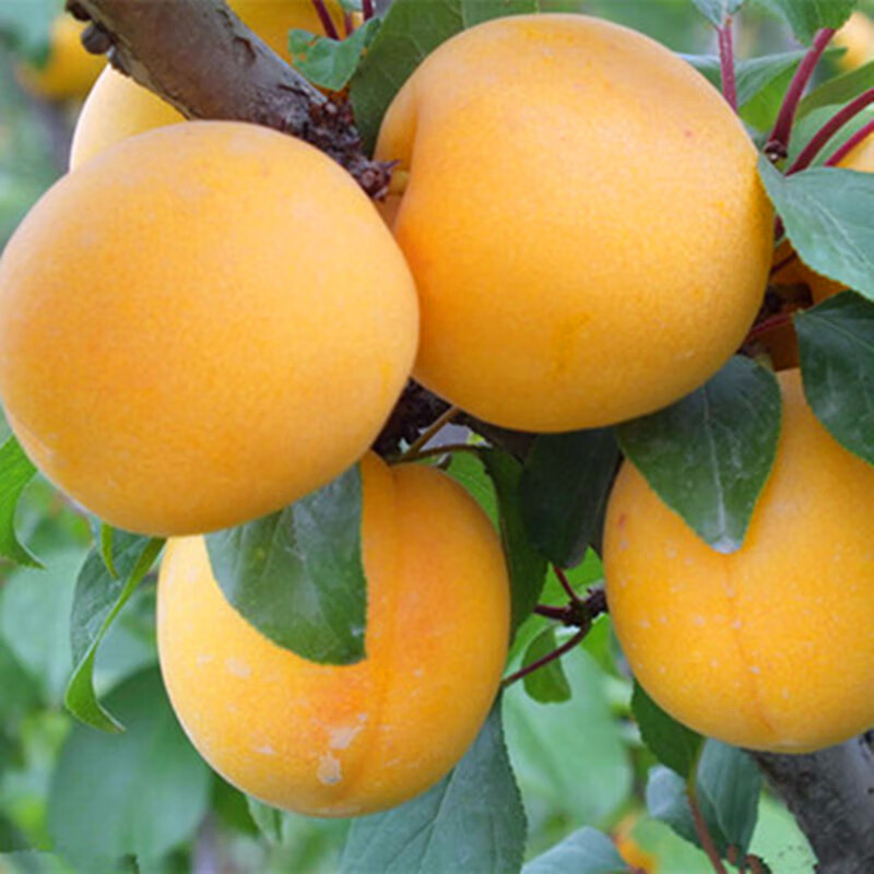 杏子树苗嫁接特大庭院地栽南北方四季种植早熟当年结果杏梅苗树 大黄