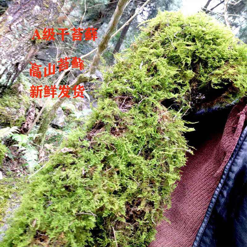 水苔藓干苔藓