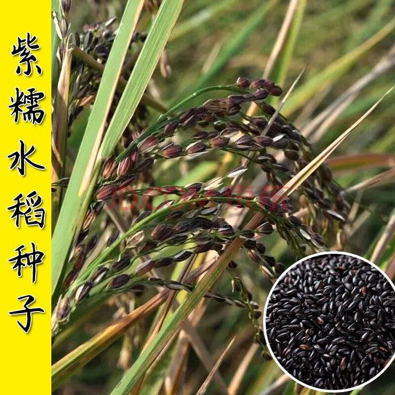 正宗黑糯米种子 黑谷种籽黑稻谷水稻种孑糯米黑谷米黑米高产易种 黑