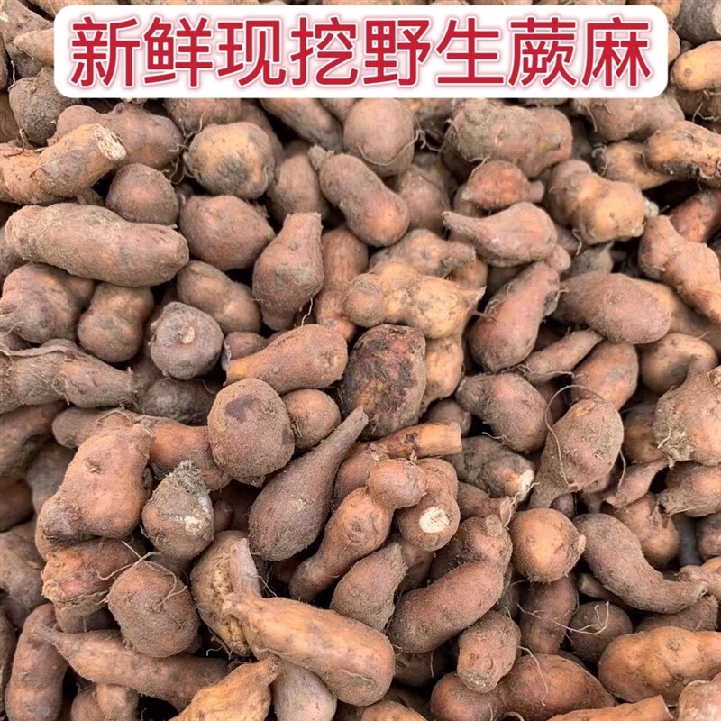 新鲜蕨麻人参果特级甘肃特产甘南蕨麻天然野生新货蕨麻500克 原味