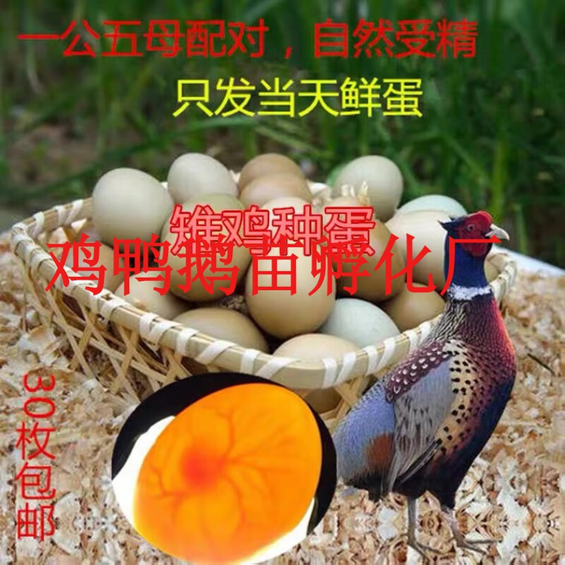 七彩山鸡受精种蛋新鲜蛋可高孵化率小雏苗农村散养山鸡蛋纯种鸡苗 30