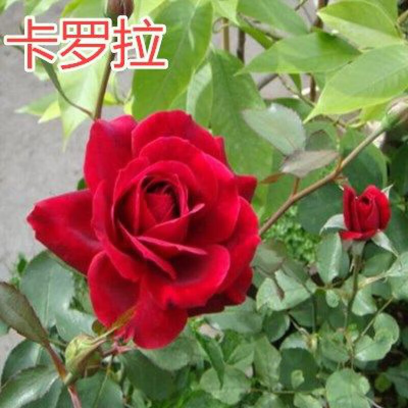 大花月季花苗嫁接月季树苗玫瑰花苗欧月庭院阳台盆栽花卉d7 卡罗拉 不