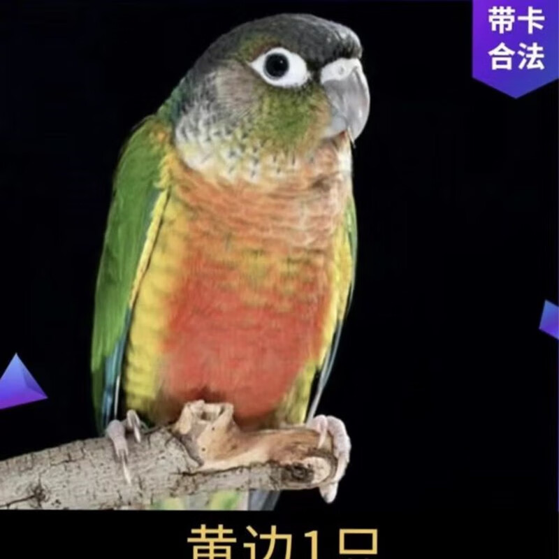 小太阳鹦鹉和尚带合法鸟家养活物和尚人可上手 黄边1只