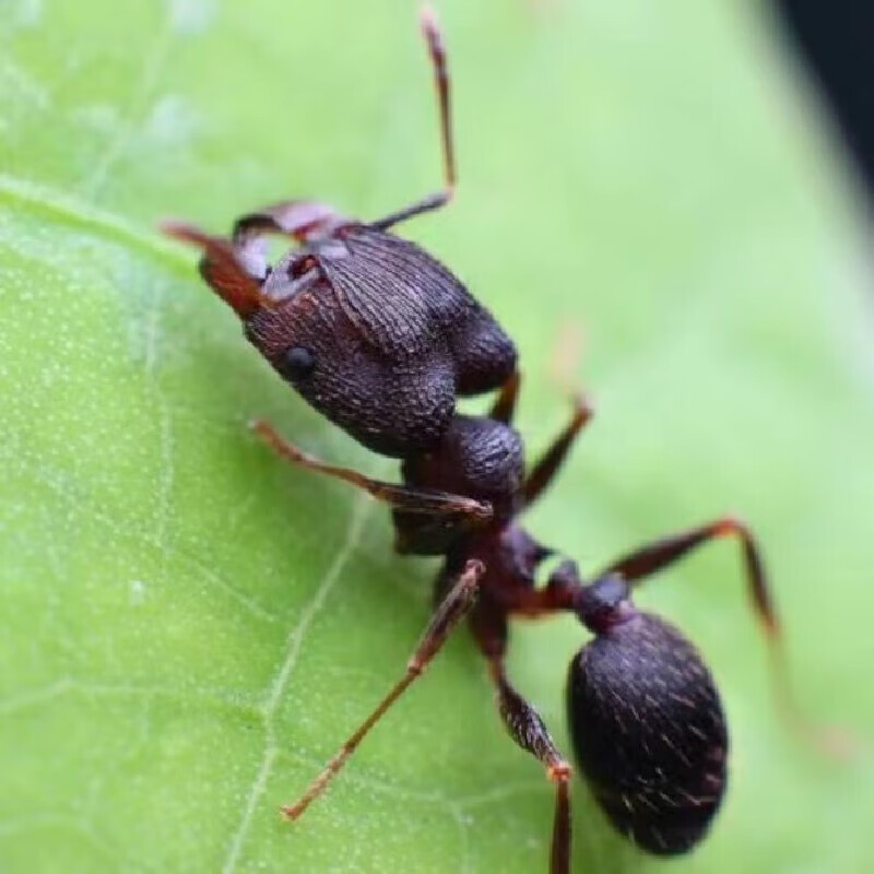 伊大头蚁新手好养宠物小型蚂蚁蚁后繁殖产卵学生昆虫小动物活体 冬季