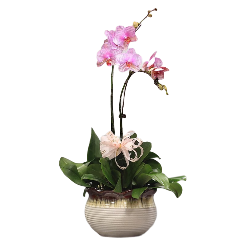 綠韻花田【2小時達】粉色蝴蝶蘭盆栽室內(nèi)送禮高檔送同城開業(yè)喬遷送禮 2株粉色（瓷盆隨機）