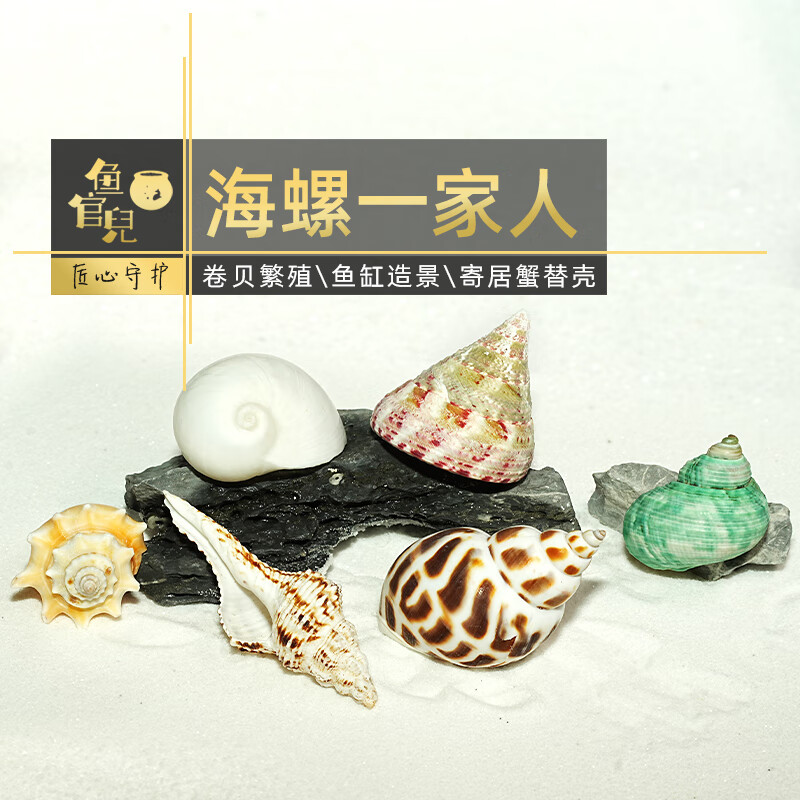 鱼官儿非洲坦鲷三湖慈鲷鱼卷贝类六间珍珠蝴蝶黄金虎黄帆天堂鸟鱼 海螺贝壳 随机5个