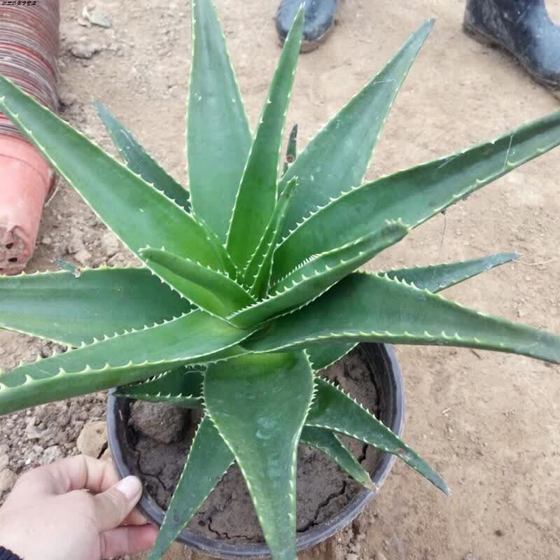jphznb好望角芦荟大苗 开普芦荟 海虎兰芦荟 好芦荟室内盆栽植物