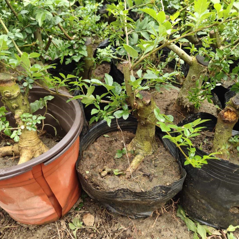 对节白蜡熟桩湖北京山桌面阳台小盆景绿植一物一图 2公分有点造型带盆