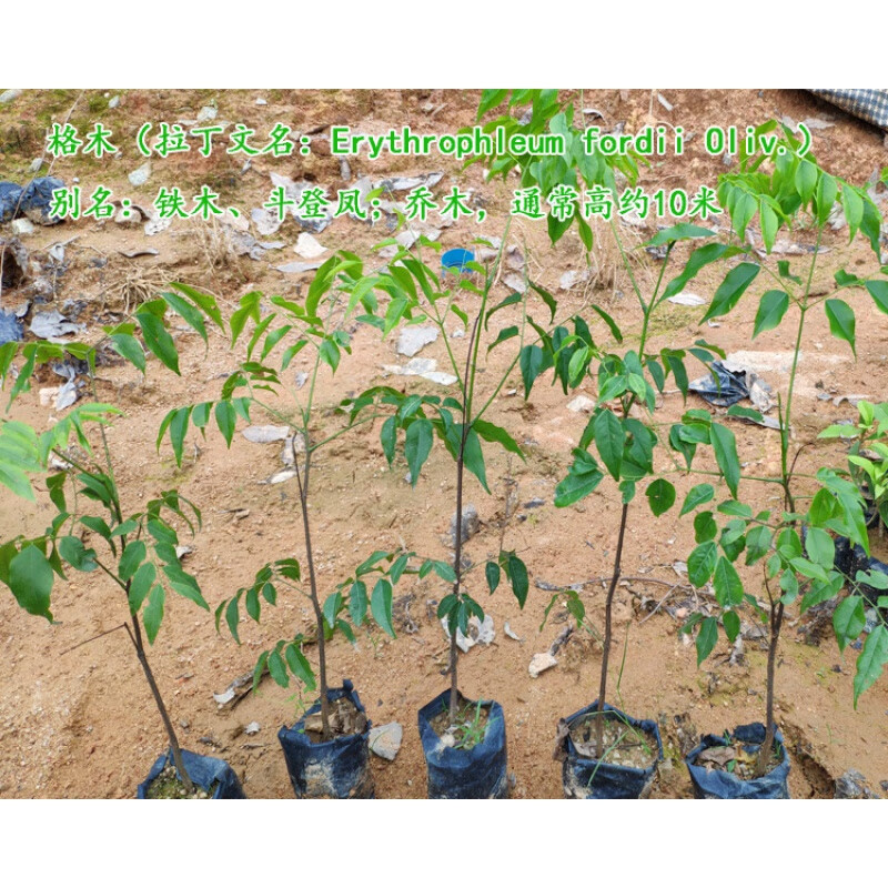 花姬  正宗珍贵硬材红木树种广西格木苗,斗登凤庭院常绿名贵树铁木