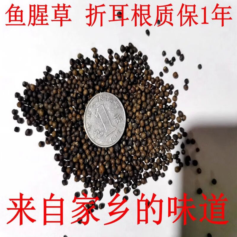 鱼腥草种子折耳根种籽种苗新鲜盆栽四季种根云南贵州四川 折耳根种子200粒【可种1平方】