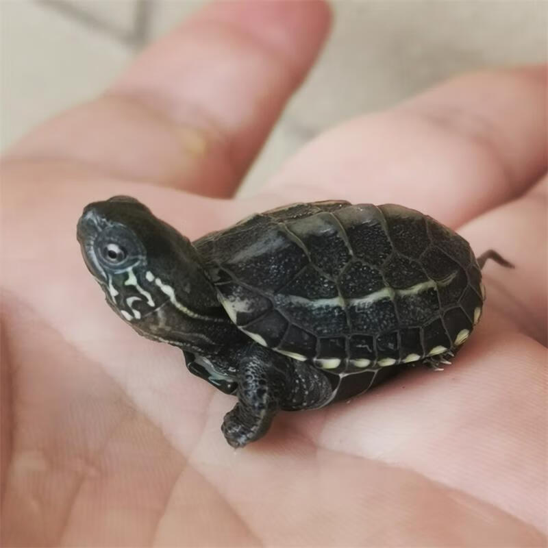 中华草龟网红小乌龟外塘长寿龟活体宠物水龟金线龟活物龟墨龟 1-2厘米