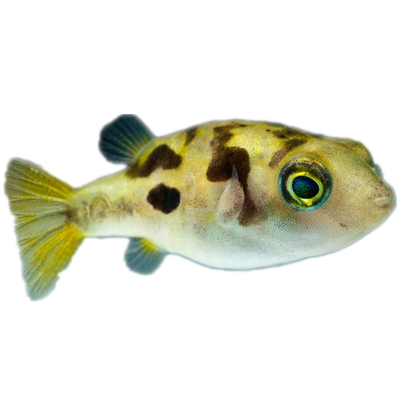 aipharow斑马狗头鱼潜水艇鱼巧克力娃娃河豚活体淡水麒麟热带吃杂螺观