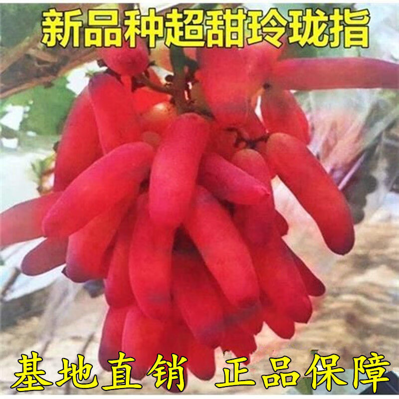 特大爬藤盆栽南北方四季种植当年结果 葡萄苗 葡萄树 新品种:玲珑指 3