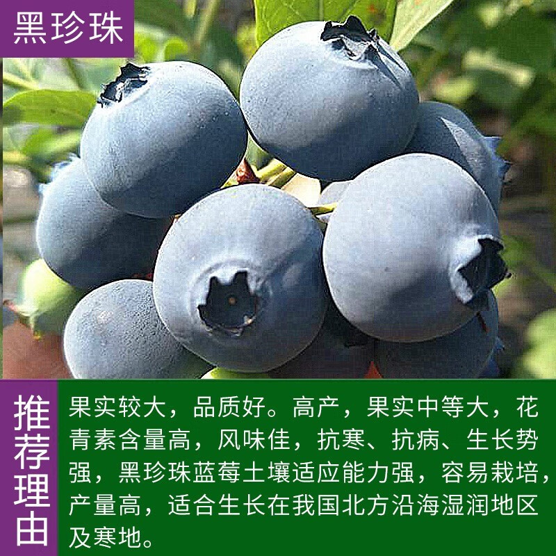 蓝莓树苗 庭院阳台南北方种植盆栽地栽果树苗蓝莓果树苗 黑珍珠4年苗