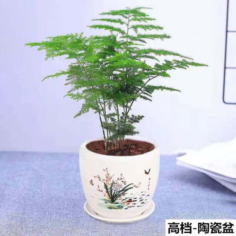 【精选绿植】文竹盆栽盆景植物室内阳台客厅绿植土培水培四季常青好养活绿植 一株试种小苗