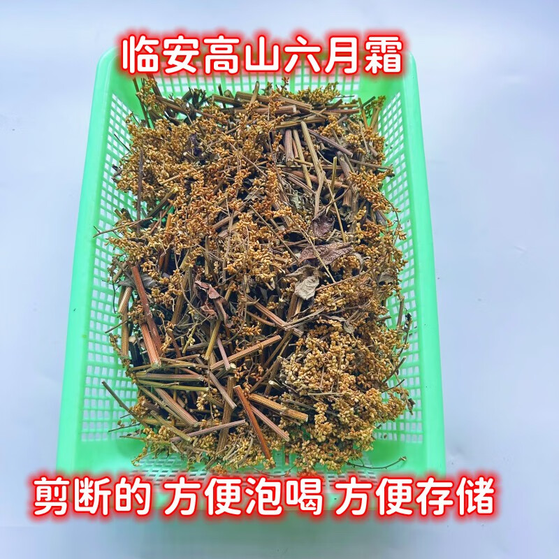 临安天目山六月霜茶高山茶刘寄奴奇蒿花凉茶剪断整把六月雪带花籽