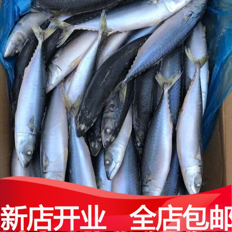 鲅鱼新鲜马鲛鱼鲜活冷冻深海海鲜鱼青占鱼青花鱼马胶鱼大鲅鱼 小号鲐