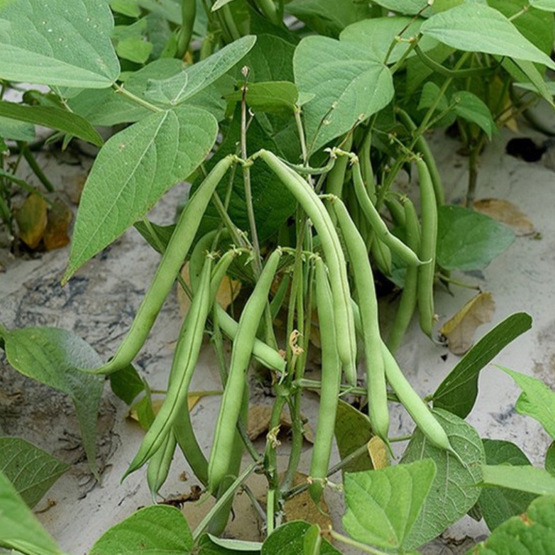 大禹四季豆种子无架豆角无筋架豆王搭架春季蔬菜种籽 农家地豆种子70g