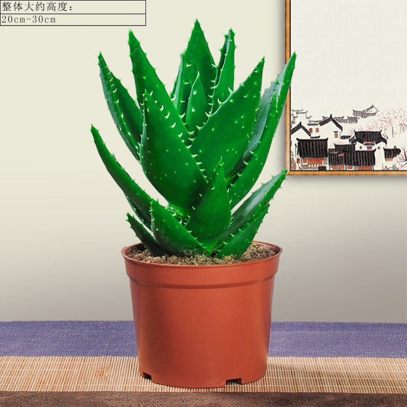 芦荟盆栽花卉室内四季好养易活办公室桌面多肉植物卧室阳台小绿植