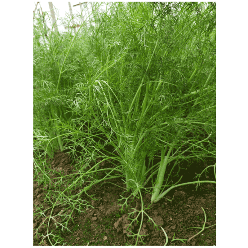 民汇园 多刀茴香种子 蔬菜种子 一茬茴香种子 香丝菜 茴香子 谷香 怀