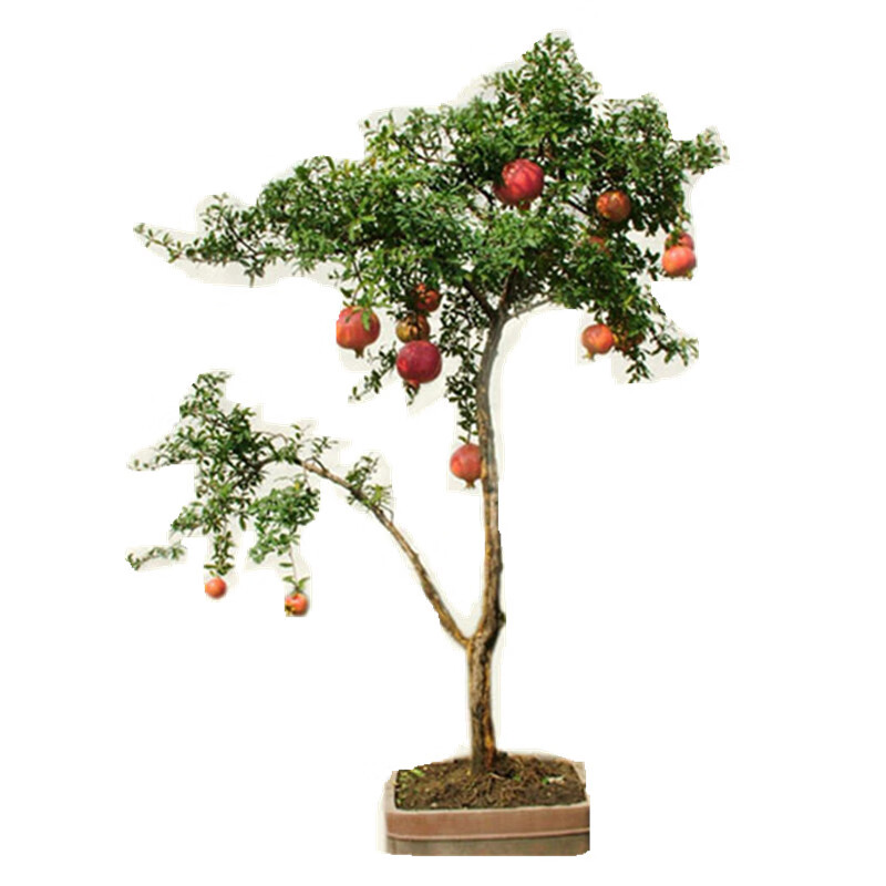 石榴盆景老桩盆栽精品造型容易开花植物室内室外办公室观花观果 小苗