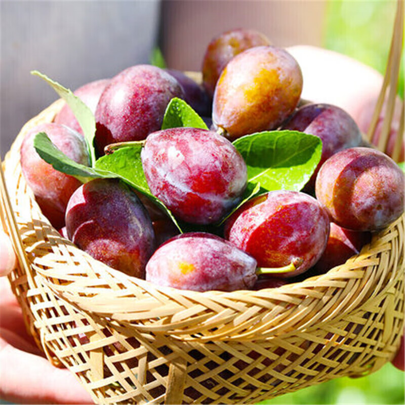 【京鲜配送】西梅 新疆水果新鲜李子当季时令红皮脆鲜果应季水果 3斤