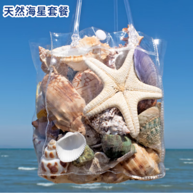 伽木撕天然海螺贝壳标本螺海星礼盒海洋生物科普幼儿园儿童把玩寄居蟹