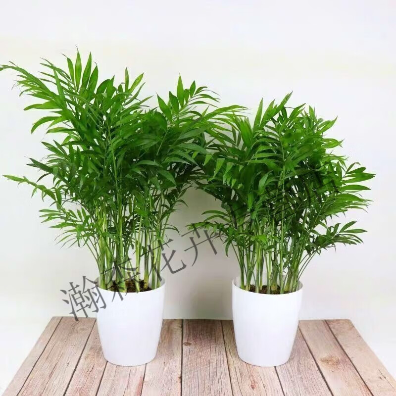 瑰季散尾葵室内盆栽客厅绿植夏威夷竹子大型植物凤尾竹富贵叶 散尾葵