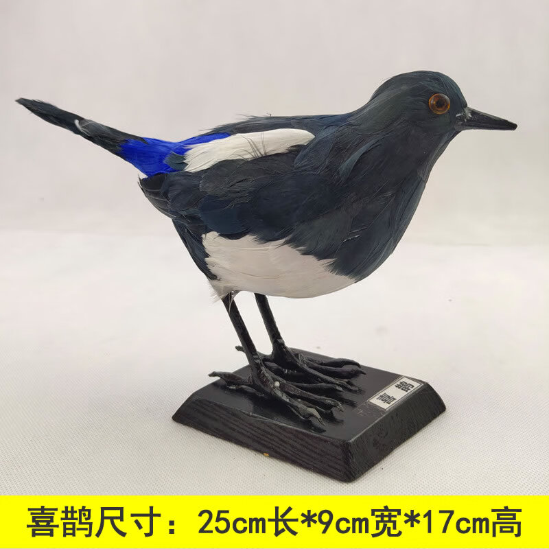 仿生鸟类标本 幼儿园教学动物标本真实科学发现室防真鸟类鸽子摆件