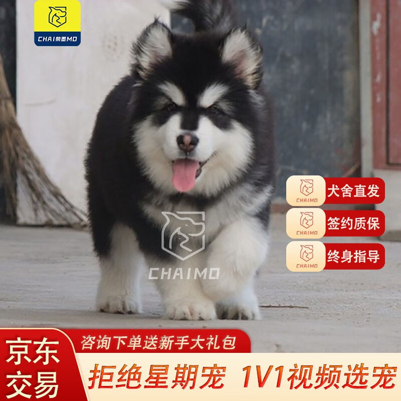 宝島様 専用 ドッグマーカー HM50未使用新品 狩猟 猟犬-