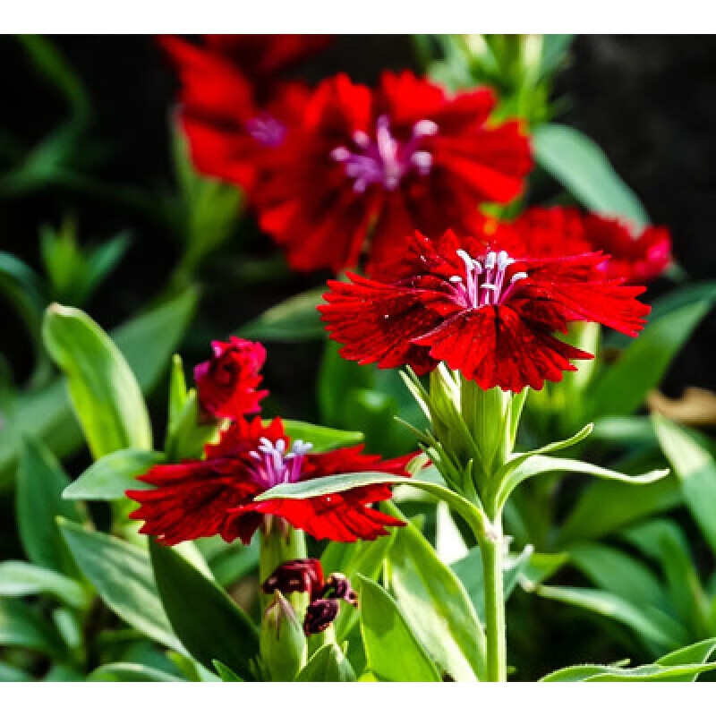花苗五彩石竹四季开花多年生耐寒好养阳台盆栽庭院花园地栽苗 红色 z