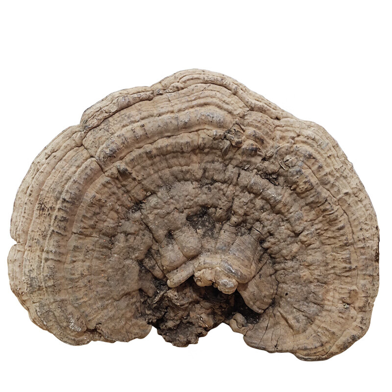 森然长白山野生平盖灵芝树舌灵芝青芝深山整枝林芝可切片泡酒煲汤