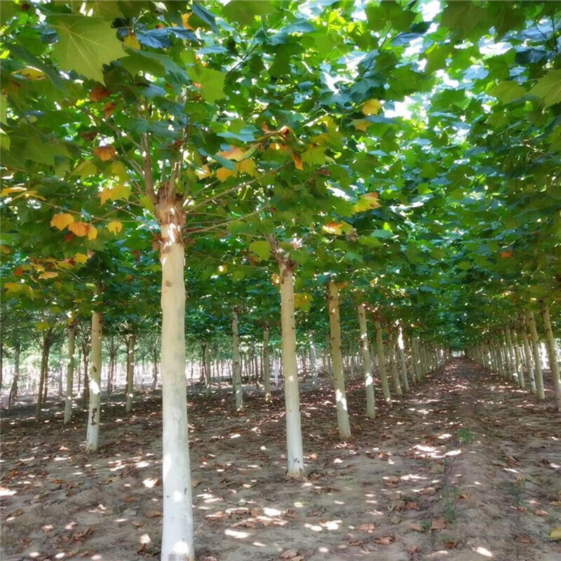 花e流苗圃直销绿化苗木法桐树苗法桐树法桐苗法桐大树苗法国梧桐大