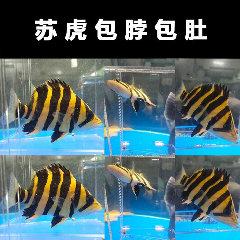 milkman活体苏门答腊虎印尼虎鱼苏虎杂纹练手纯三纹四纹虎热带观赏龙