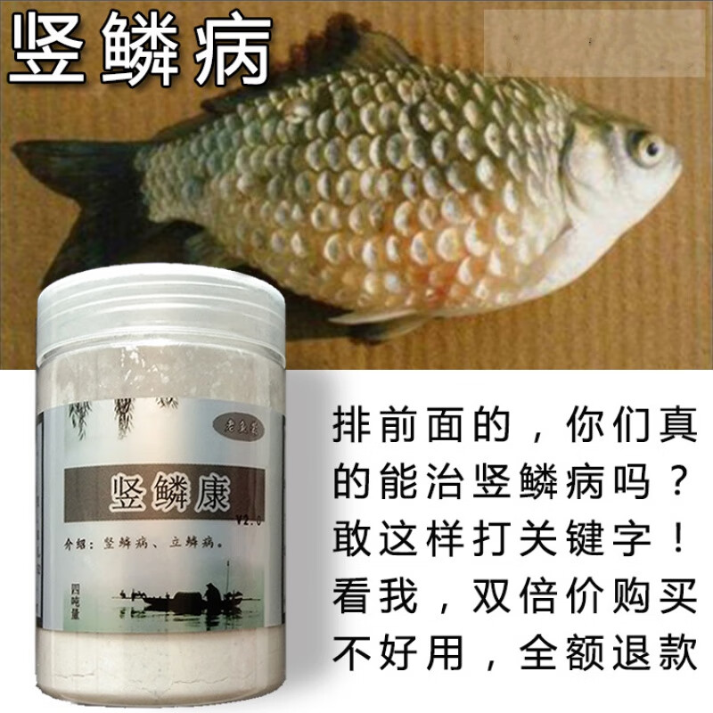 锦鲤竖鳞病 观赏鱼立鳞病 金鱼鳞立病热带鱼炸鳞 鱼 松鳞松球鱼药 竖