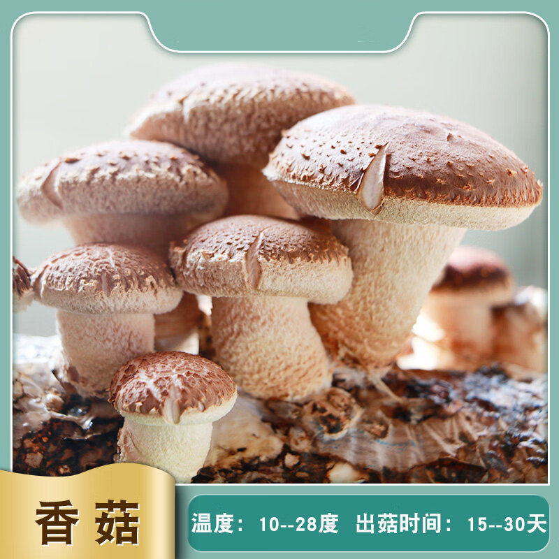 店种植菌种蘑菇菌包菌菇包种蘑菇菌种食用菌 【 香 菇 】28度以下种植