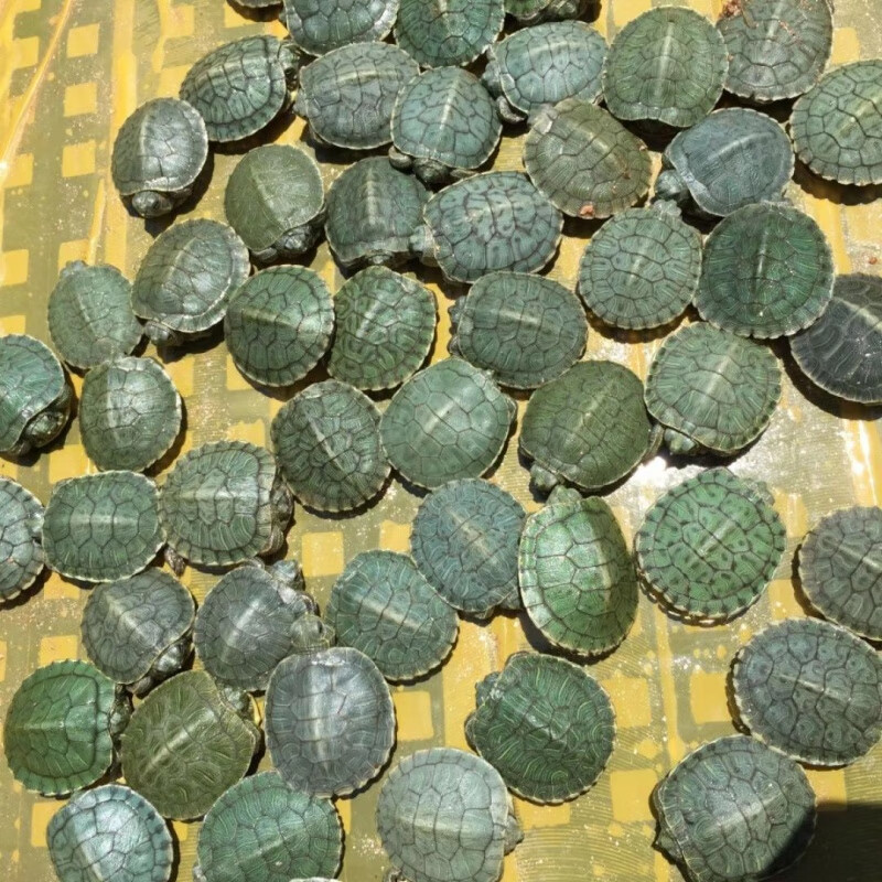 巴西龟苗小乌龟活体活物七彩网红小彩龟草龟苗红耳龟宠物龟 巴西龟