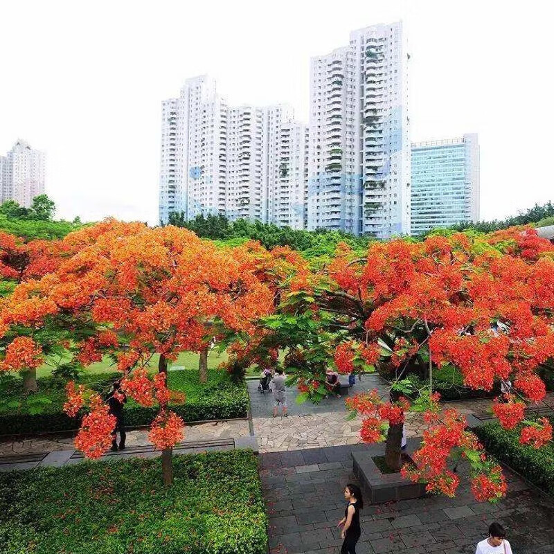 花之然澳洲火焰木种子火焰酒瓶树种籽槭叶瓶干树槭叶苹婆别墅庭院绿 