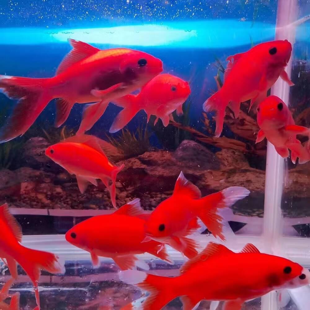 墨一冷水鹦鹉鱼招财鱼淡水鱼好养耐活发财鱼活体金冷水观赏鱼 冷水
