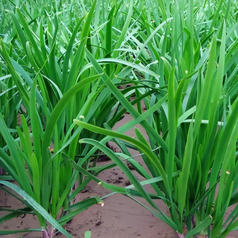 镜之月韭菜紫根韭菜种子宽叶老品种香味浓四季盆栽阳台秋蔬 紫根韭菜