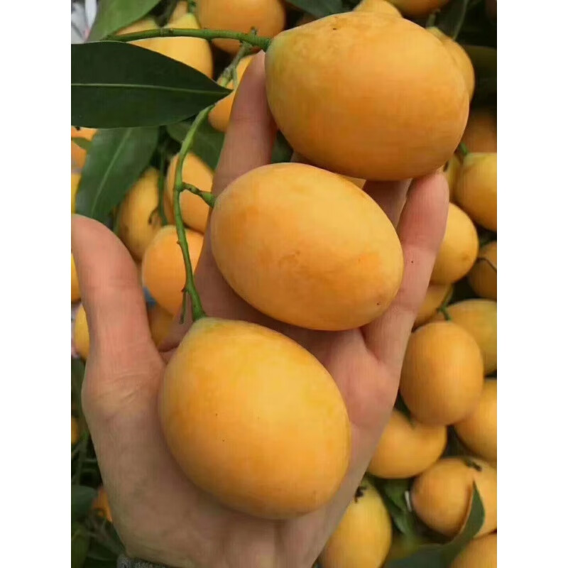 新鲜泰国枇杷芒迷你小芒果4斤装黄芒果新鲜水果顺丰【坏果包赔】 500g
