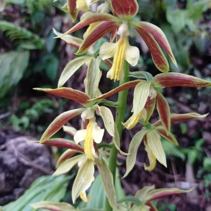 姒桀云南盆栽虾脊兰 九子连环草 阿里山根节兰 虾脊兰盆栽一株 不含盆