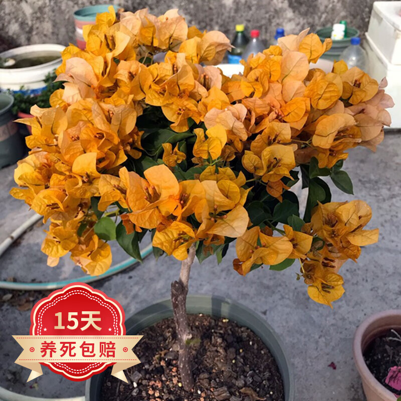 庭院阳台绿植花卉 橙色 四年苗当年开花